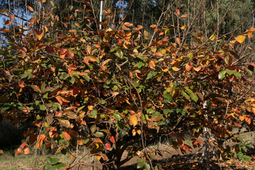 A persimmon plantation in the fall