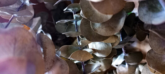 Close-up hojas y ramas de eucalipto - obrazy, fototapety, plakaty