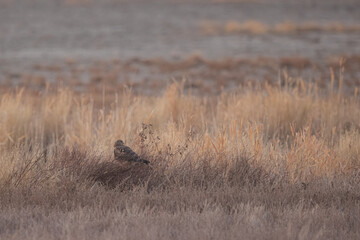 Small Falcons hunting for food