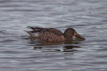 Beautiful waterfowl during the sunset