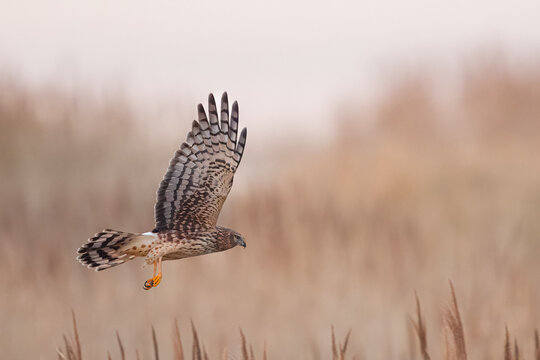 Harrier falcons swooping and hunting