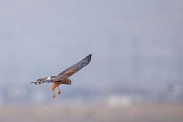 Harrier falcons swooping and hunting