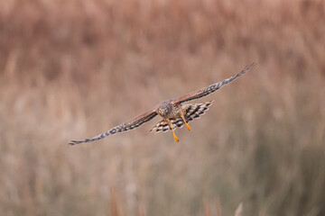Northern Harrier falcon in flight