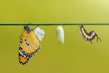 Amazing moment ,Large tropical butterfly hatch from the pupa and emerging with clipping path. ...