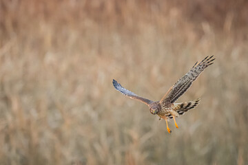 Northern Harrier falcon in flight