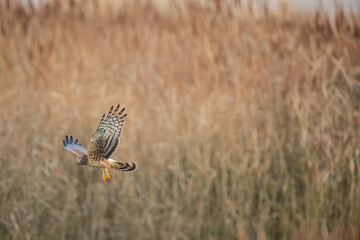 Northern Harrier falcon in flight