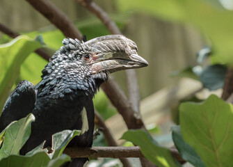 silver cheeked hornbill male is perched high above on a tree limb in the forest