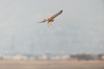 Fototapeta na wymiar Northern Harrier falcon in flight