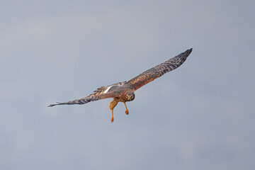 Northern Harrier falcon in flight