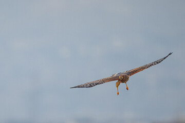 Northern Harrier falcon in flight