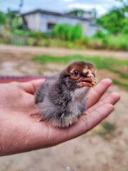 baby bird in hand