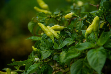 small chilies or cayenne peppers that are still on the tree.