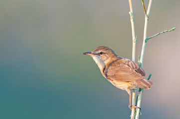 Great Reed Warbler (Acrocephalus arundinaceus), close-up of a bird singing on a branch in a wetland in spring.