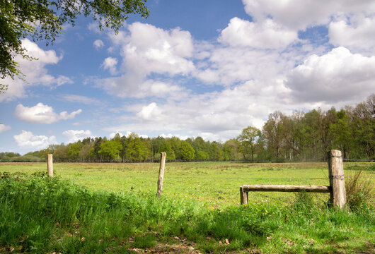 Meadow in the Pannenhoef nature reserve