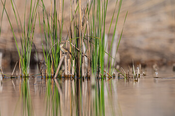 Sedge Warbler, Acrocephalus schoenobaenus, in a wetland, on a sedge plant.