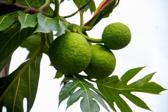 Breadfruit, kulur, arise or arise is the name of a type of tree that bears fruit.