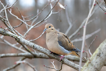 Mourning dove perched on a branch