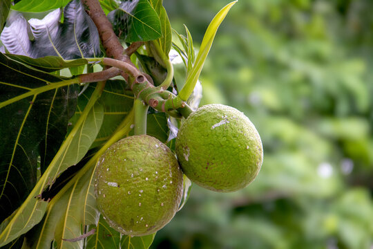 Breadfruit, kulur, arise or arise is the name of a type of tree that bears fruit.