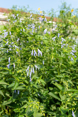 Fototapeta premium Salvia guaranitica (Argentina Skies) flowers in bloom