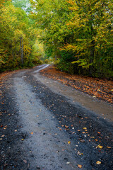 Autumn forest road. View of autumn forest road with fallen leaves Fall season scenery.