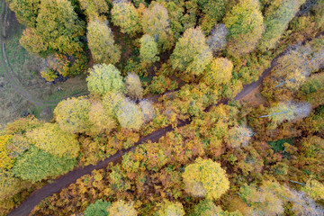 Drone aerial of autumn forest road. Fall season scenery