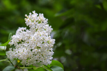 Obraz premium Branch of a blossoming syringa with beautiful white flowers on blurry green background. Photo with copy space