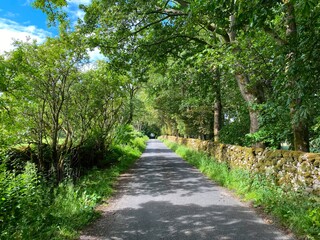 Country lane, with moss covered dry stone walls, wild plants, and old trees, passing close to the village of, Rylstone, UK