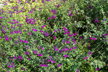 Pink salvia flowers in bloom