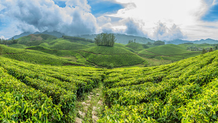Fototapeta na wymiar Green fields of tea plantations on the hills landscape, Munnar, Kerala, south India