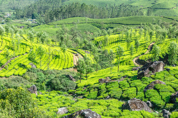 Green fields of tea plantations on the hills landscape, Munnar, Kerala, south India