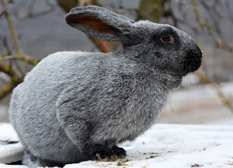 Rabbits of the Poltava silver breed