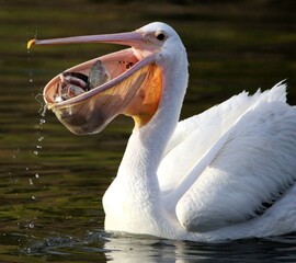 Pelican with a Mouth Full of Fish