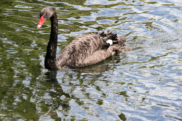 Fototapeta premium A close up of a Black Swan