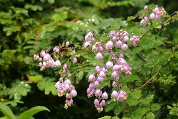 Dew over the flowers