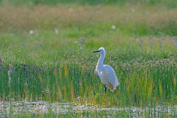 Little Egret (Egretta garzetta) feeding in a wetland.