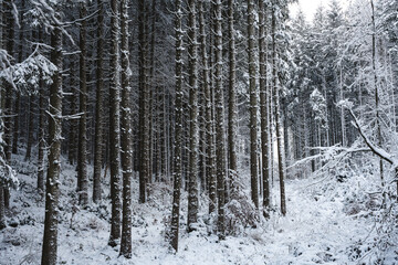 forest in winter