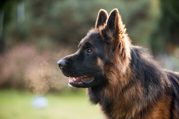 German Shepherd Dog in profile view on nature blurred background, close-up muzzle portrait of dog