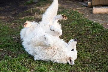 Fototapeta premium White Swiss Shepherd dog outdoors for a walk. Funny dog pose