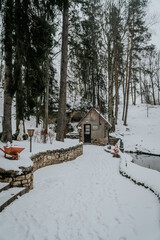 Winter forest, snowy trees, tranquil natural beauty in chilly daylight.
