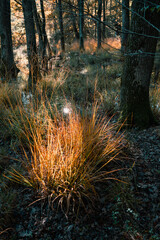 le marécage en automne
