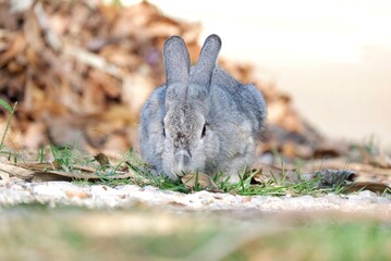 A grey rabbit sitting on the ground floor with daylight in outdoor 