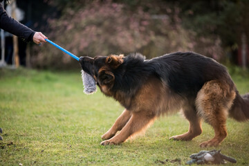 German shepherd dog pulling rope from owners hand