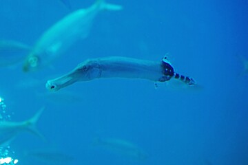 Atlantic trumpetfish, Aulostomus strigosus