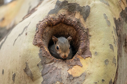 Baby Eichh&ouml;rnchen