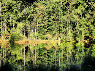 Bäume spiegeln im Teich
