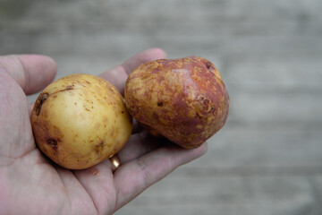 Male rolling two raw unpeeled potatoes in his hand. Harvest and home growing concept.