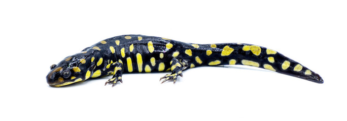 Wild male Eastern tiger salamander - Ambystoma tigrinum tigrinum - black and bright lemon yellow...