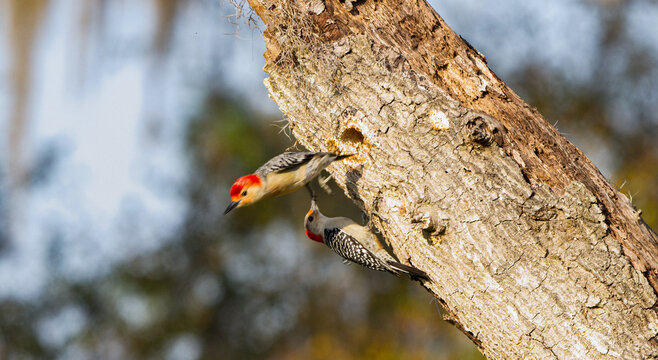 Red bellied woodpeckers - Melanerpes carolinus - male and female perched on dead tree snag by its nest hole, male flying out of nest, female on outside of tree
