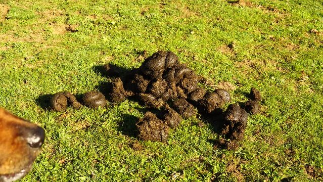 pile of horse shit with many flies in the field on a sunny day dog comes to smell