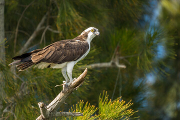 Osprey Perched on a Tree Branch